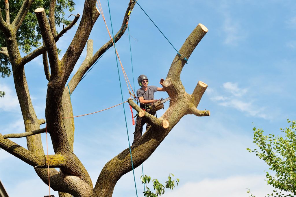 tree cutting services