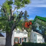 Top Questions to Ask Before Hiring a Tree Lopping Service