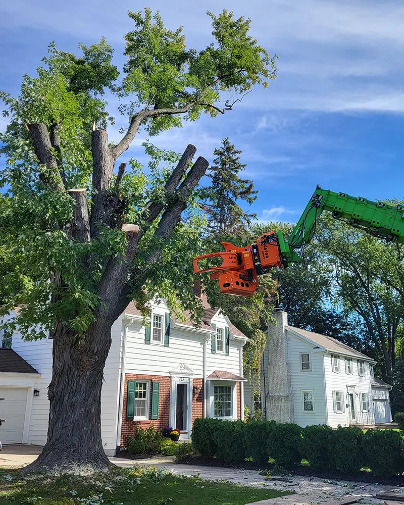 Top Questions to Ask Before Hiring a Tree Lopping Service