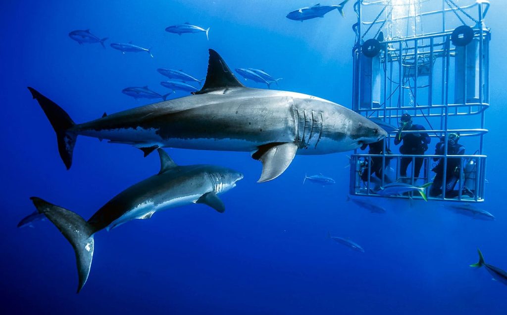Shark Cage Diving vs. Other Water Adventures: Which Is Better?